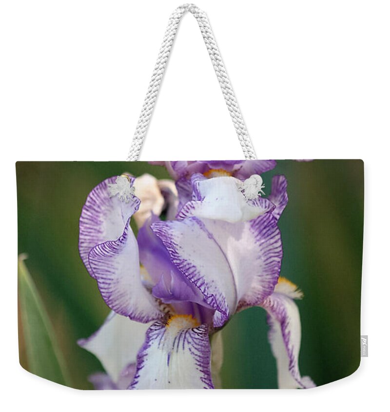 Nature Weekender Tote Bag featuring the photograph Purple Striped Bearded Iris 2 by Sheila Brown