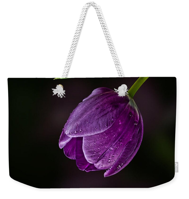 Tulip Weekender Tote Bag featuring the photograph Purple Tulip by Shirley Mangini