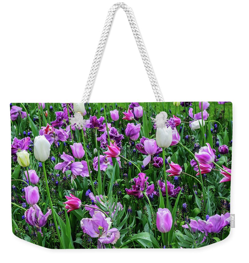 Jenny Rainbow Fine Art Photography Weekender Tote Bag featuring the photograph Purple Tulips in Keukenhof by Jenny Rainbow