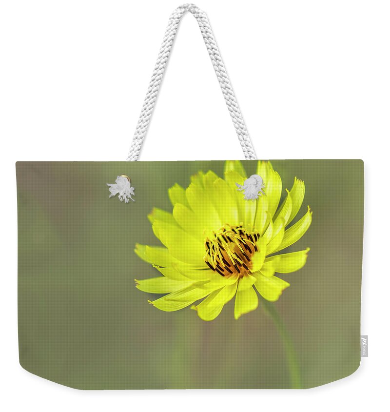 Asteraceae Weekender Tote Bag featuring the photograph Putting my best face forward. by Usha Peddamatham