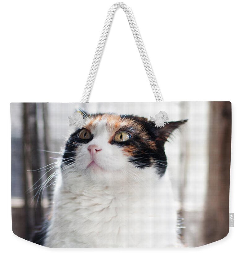 Cat Weekender Tote Bag featuring the photograph Puzzled by Laura Melis