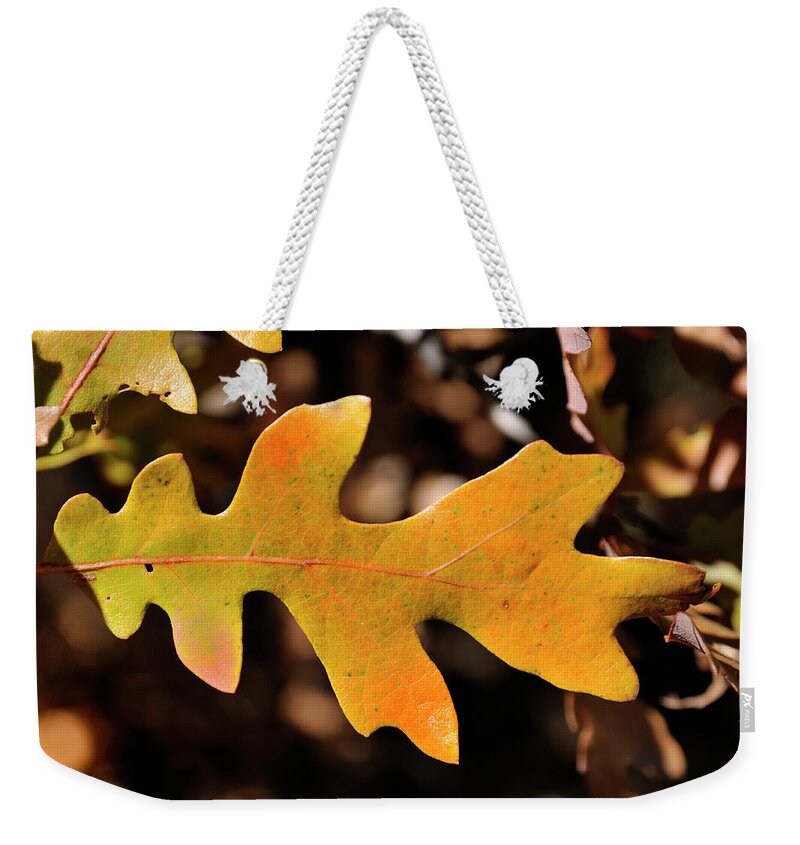 Nature Weekender Tote Bag featuring the photograph Pygmy Oak I by Ron Cline