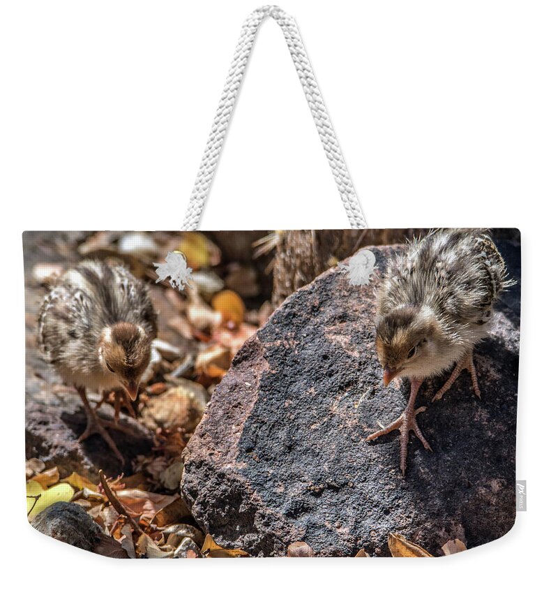 Quail Weekender Tote Bag featuring the photograph Quail Chicks 9193 by Tam Ryan