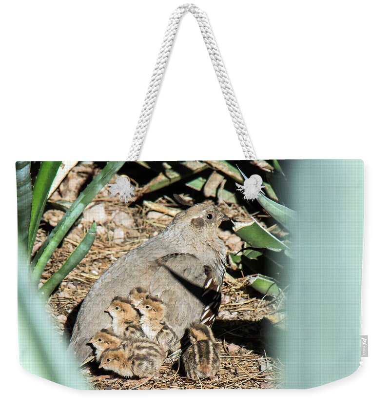 Quail Weekender Tote Bag featuring the photograph Quail Parent and Chicks 0081-051917 by Tam Ryan