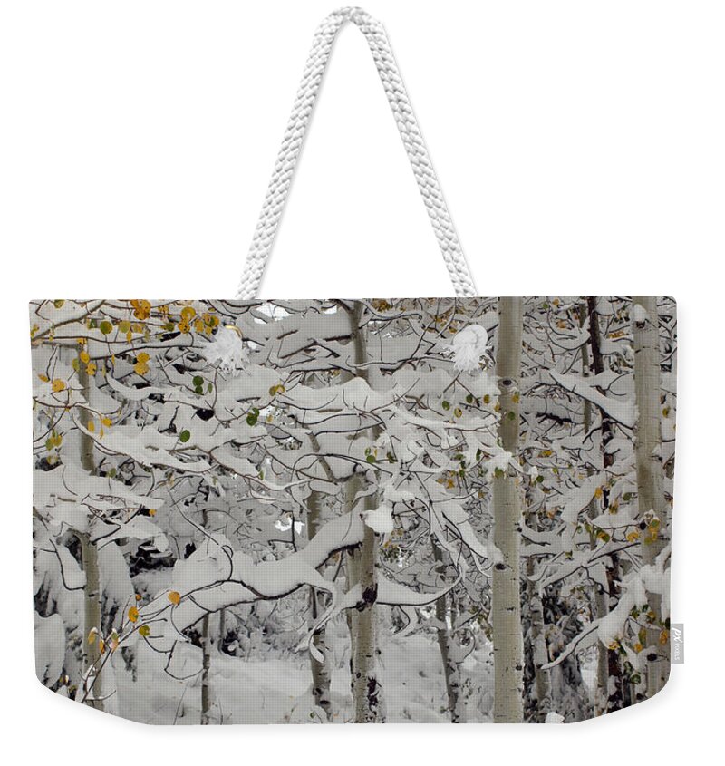 Quaking Aspen Weekender Tote Bag featuring the photograph Quakies In Early Winter by DeeLon Merritt