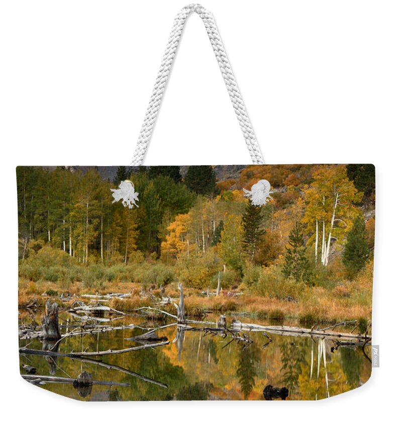 00429854 Weekender Tote Bag featuring the photograph Quaking Aspen Forest Lundy Canyon by Sebastian Kennerknecht