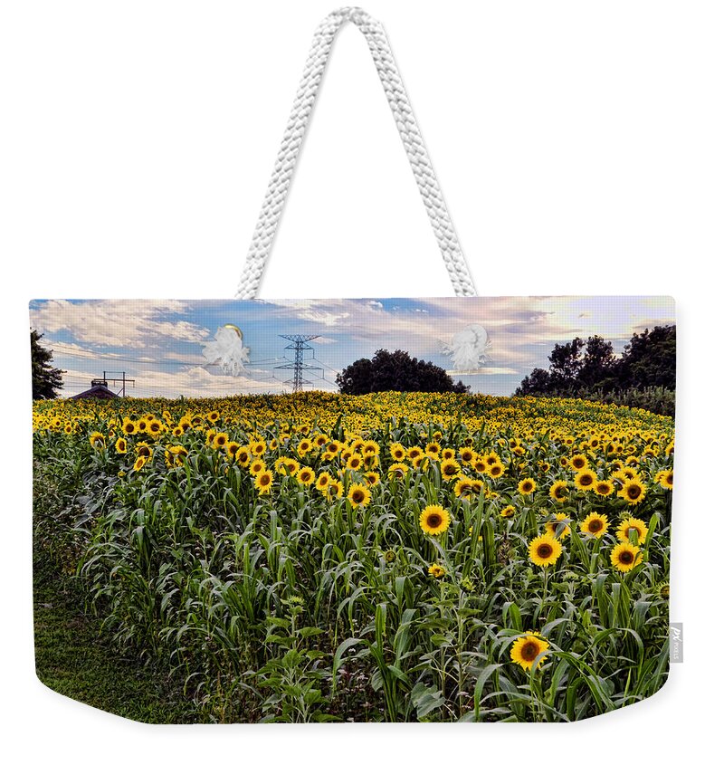 Sunflowers Weekender Tote Bag featuring the photograph Quarry Hill Sunflowers by Ann Bridges