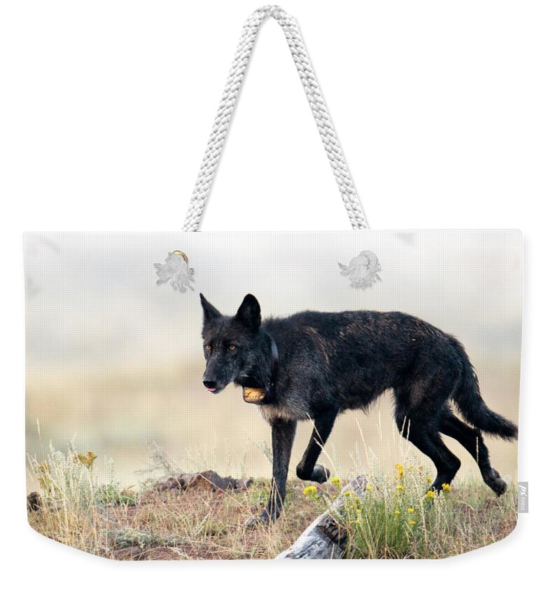 Wolf Weekender Tote Bag featuring the photograph Queen of Lamar Valley by Deby Dixon