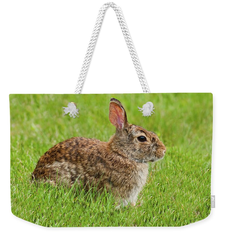Animal Weekender Tote Bag featuring the photograph Rabbit in a Grassy Meadow by Jeff Goulden