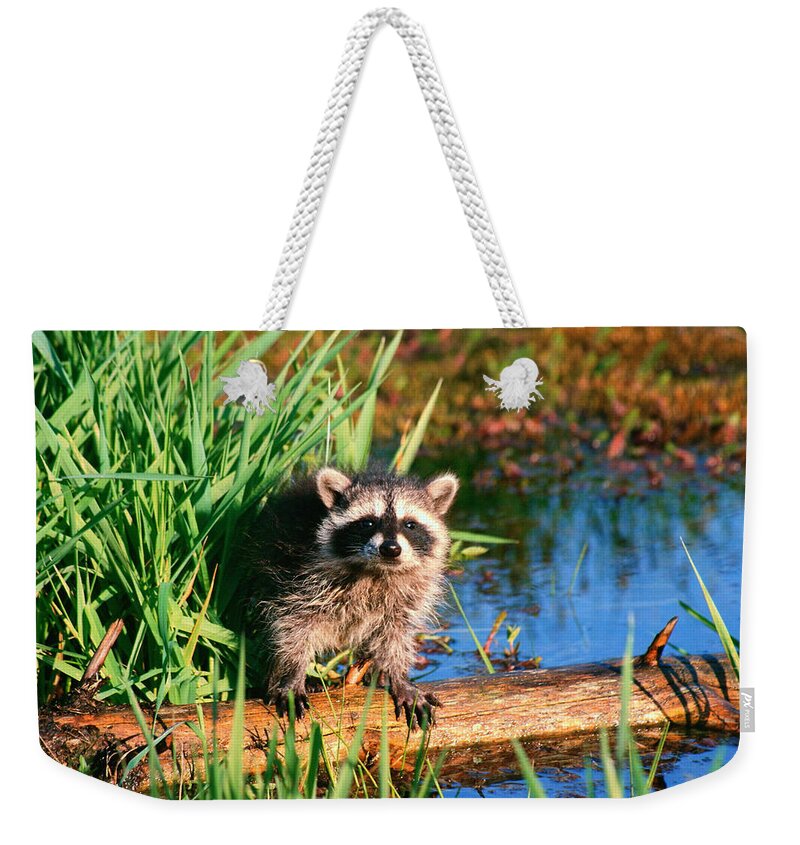 Raccoon Weekender Tote Bag featuring the photograph Raccoon by Jackie Russo