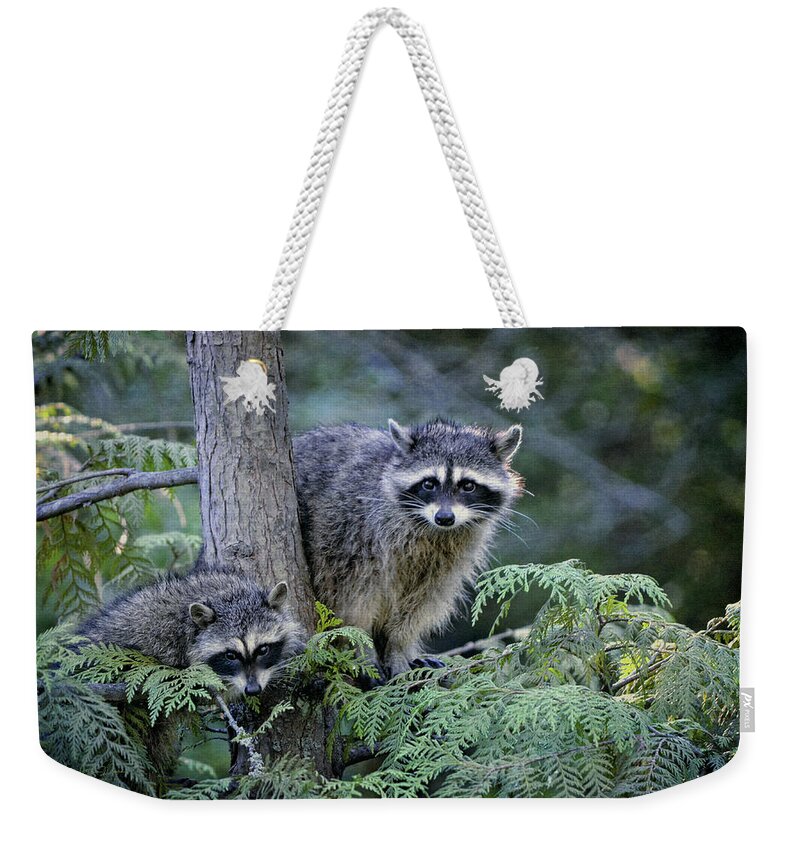 Raccoons Weekender Tote Bag featuring the photograph Raccoons in Stanley Park by Maria Angelica Maira