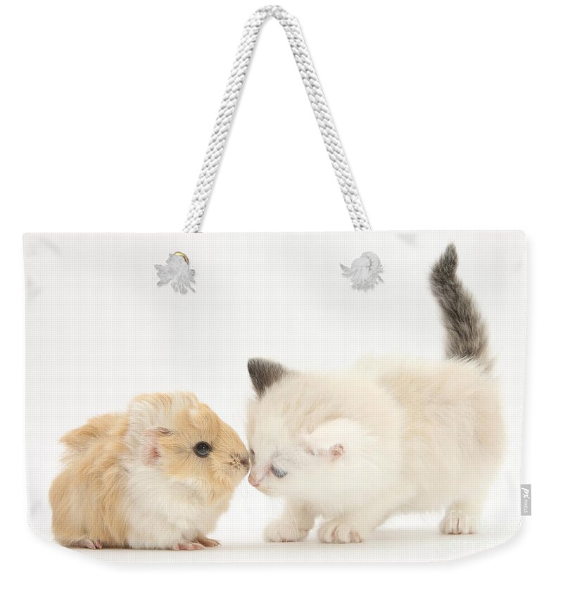 Ragdoll-cross Kitten Weekender Tote Bag featuring the photograph Ragdoll-cross Kitten And Baby Guinea Pig by Mark Taylor