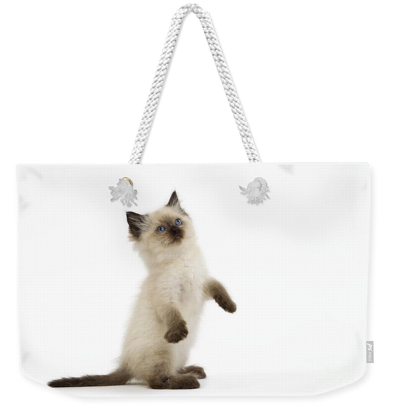 Cat Weekender Tote Bag featuring the photograph Ragdoll Kitten by Jean-Michel Labat