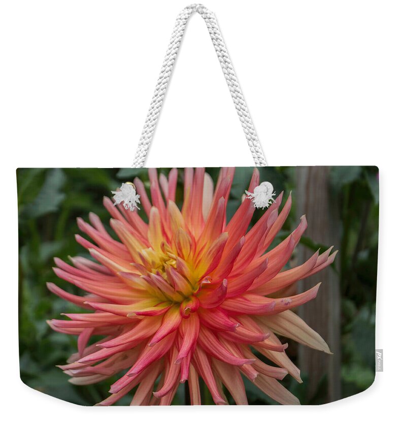 Florals Weekender Tote Bag featuring the photograph Ragged Dahlia by Arlene Carmel