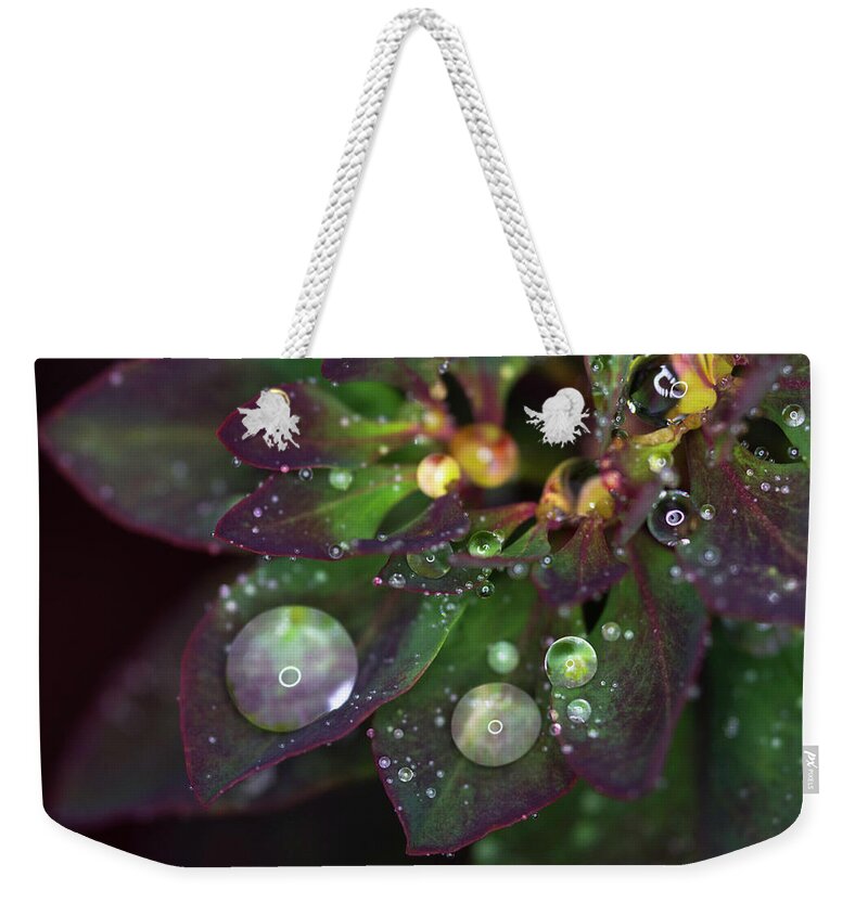 Rain Drops Weekender Tote Bag featuring the photograph Rain Drops on Christmas Flower by Crystal Wightman