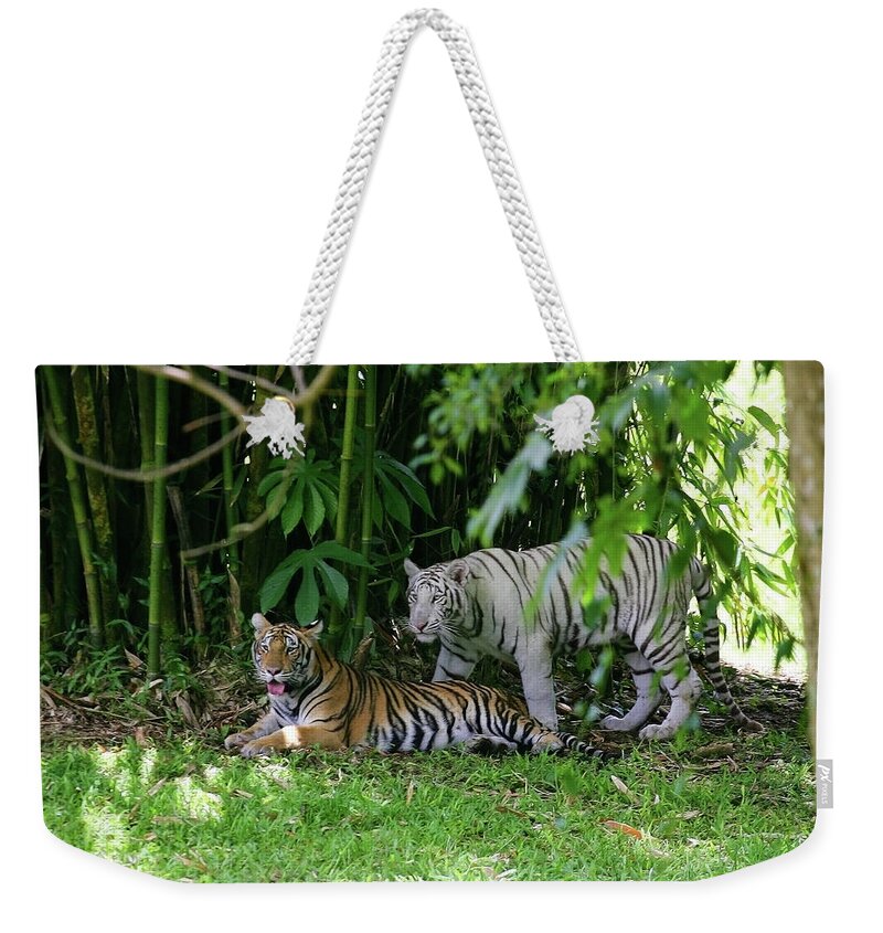 Hawaii Weekender Tote Bag featuring the photograph Rain Forest Tigers by Anthony Jones