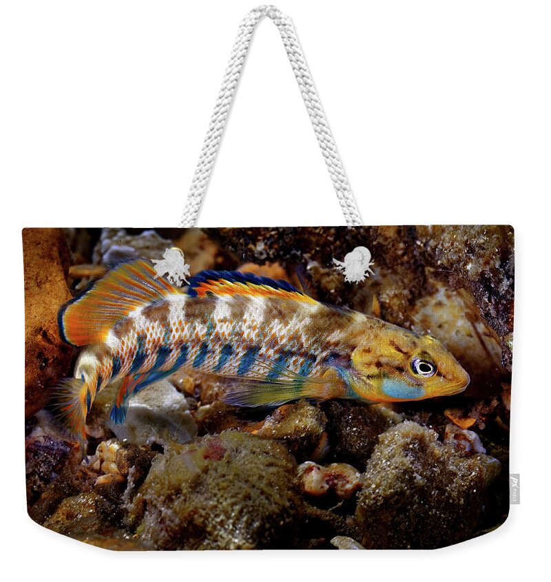 2016 Weekender Tote Bag featuring the photograph Rainbow Darter by Robert Charity