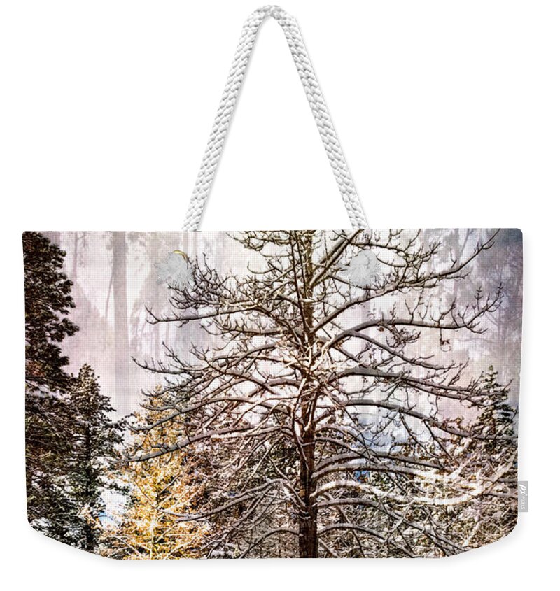 Background Weekender Tote Bag featuring the photograph Rainbow Forest by Maria Coulson