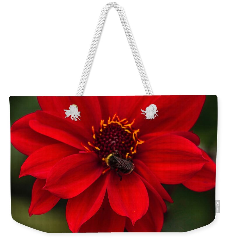 Flowers Weekender Tote Bag featuring the photograph Ravishing Red Dahlia With Bee by Venetia Featherstone-Witty