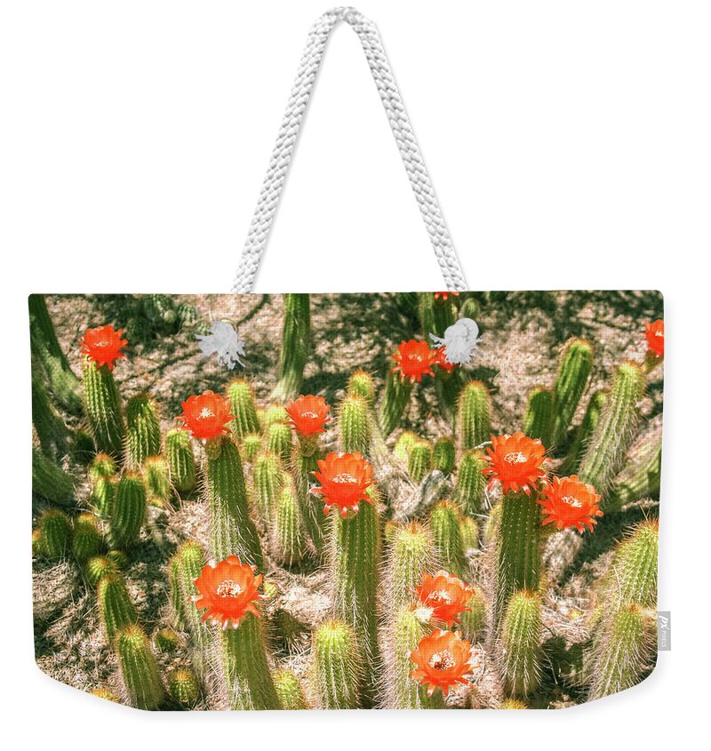 Cactus Weekender Tote Bag featuring the photograph Reach for the sky by Darrell Foster