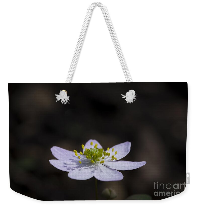 Bloodroot Weekender Tote Bag featuring the photograph Reaching for the Sun by Andrea Silies