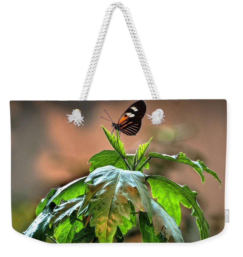 Butterfly Weekender Tote Bag featuring the photograph Ready... Set... Fly by Deborah Klubertanz