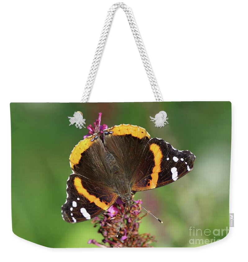 Red Admiral Butterfly Weekender Tote Bag featuring the photograph Red Admiral Keeps Head Down by Robert E Alter Reflections of Infinity