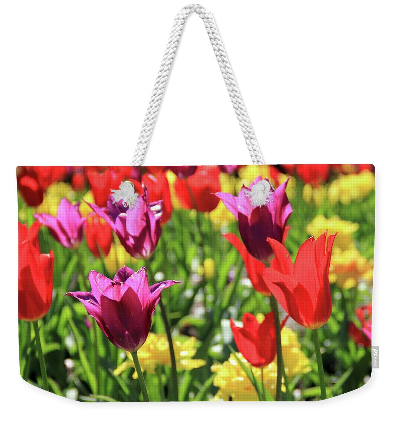 Tulips Weekender Tote Bag featuring the photograph Red and Purple Tulips by Angela Murdock