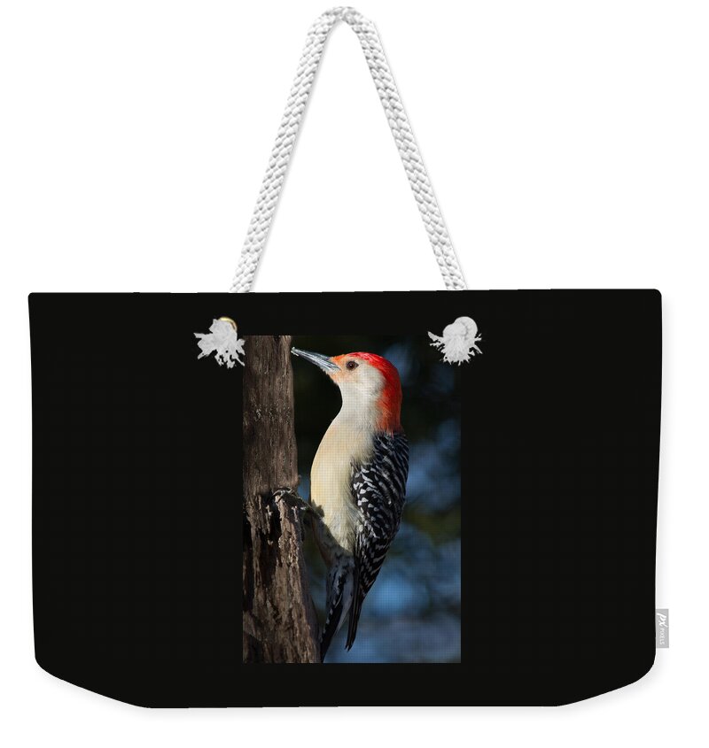 Bird Weekender Tote Bag featuring the photograph Red-bellied Woodpecker 3 by Kenneth Cole