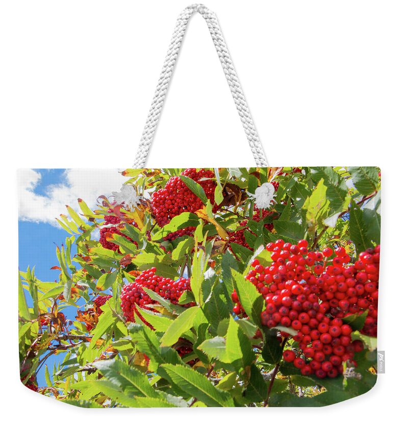 Red Weekender Tote Bag featuring the photograph Red Berries, Blue Skies by D K Wall