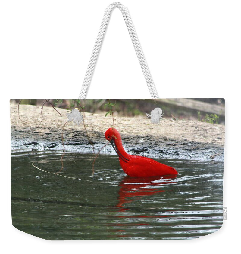 Sylvan Heights Bird Sanctuary 4 2015 Weekender Tote Bag featuring the photograph Red Bird by Teresa Doran