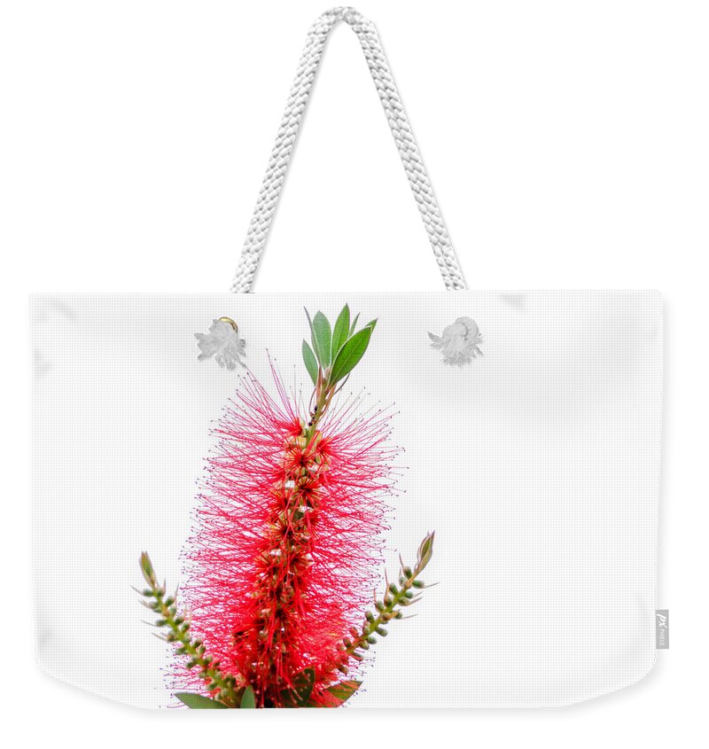 Texas Flowerbottle Brush Weekender Tote Bag featuring the photograph Red Bottle Brush Against An Overcast Sky by Debra Martz