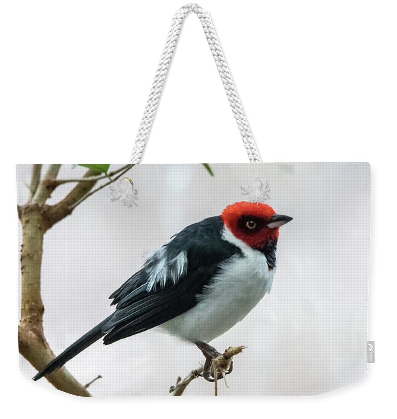 South America Weekender Tote Bag featuring the photograph Red Capped Cardinal 2 by Ed Taylor