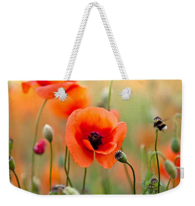 Poppy Weekender Tote Bag featuring the photograph Red Corn Poppy Flowers 06 by Nailia Schwarz