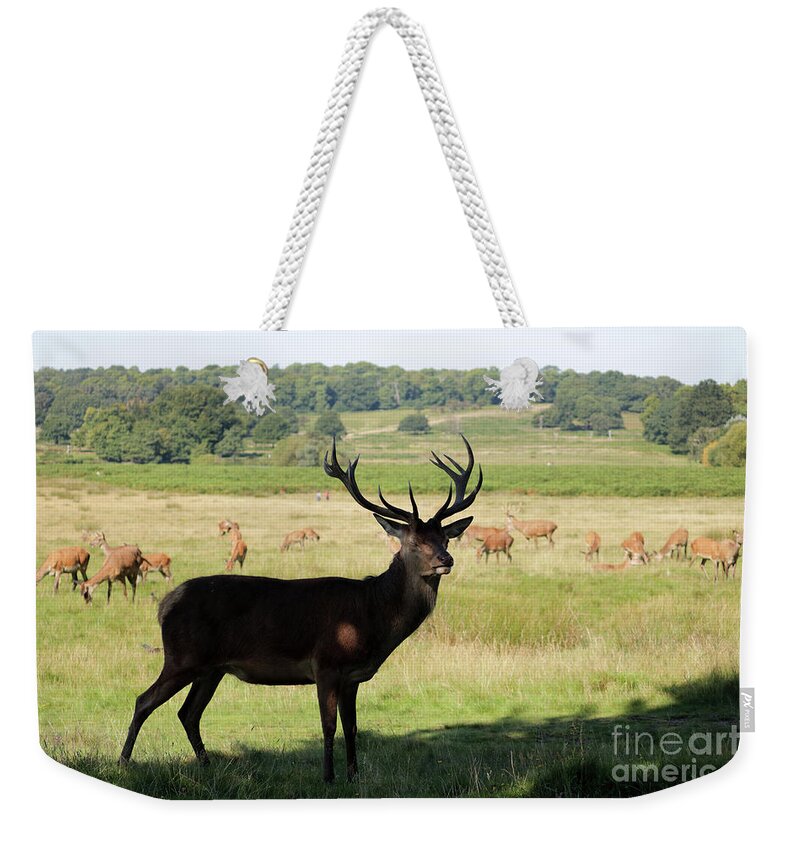 Red Deer Stag Park Weekender Tote Bag featuring the photograph Magnificent Stag by Julia Gavin