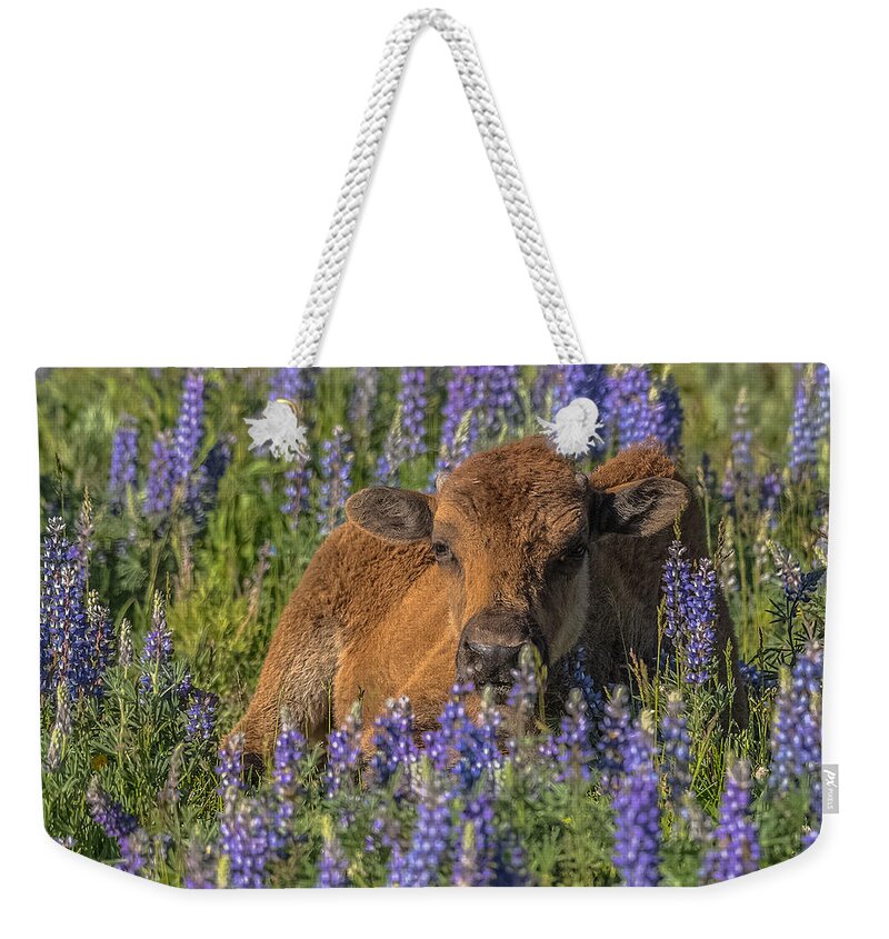 Lupine Weekender Tote Bag featuring the photograph Red Dog In Bed Of Lupine by Yeates Photography