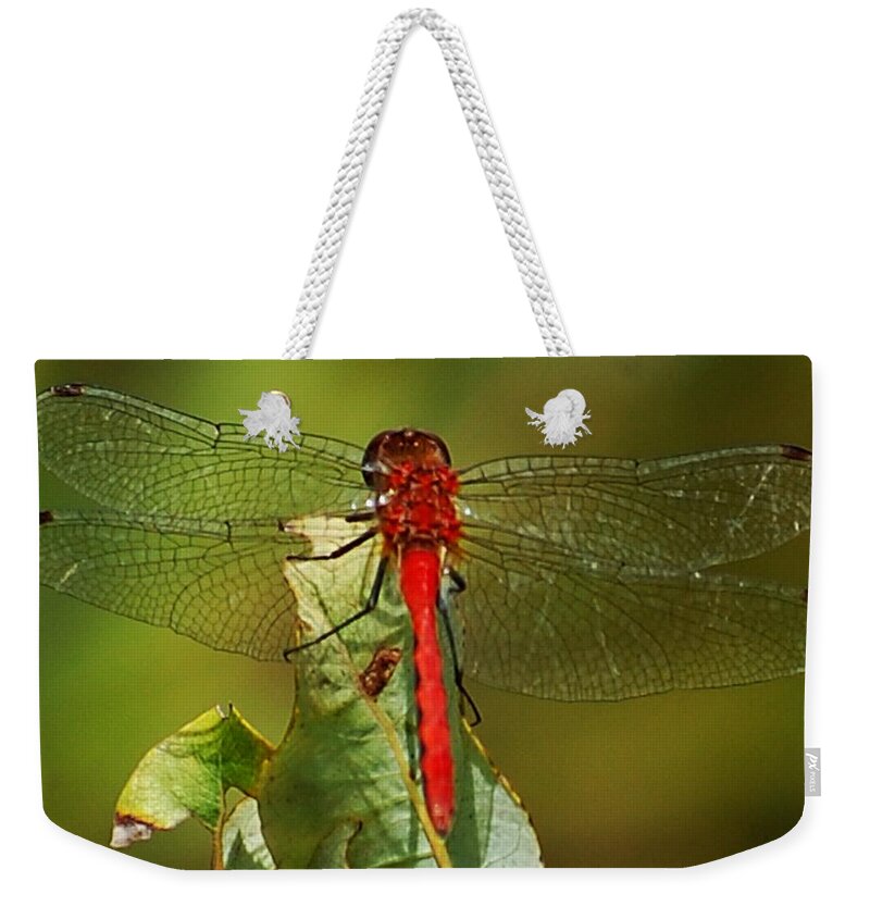 Digital Photograph Weekender Tote Bag featuring the photograph Red Dragon Fly by David Lane