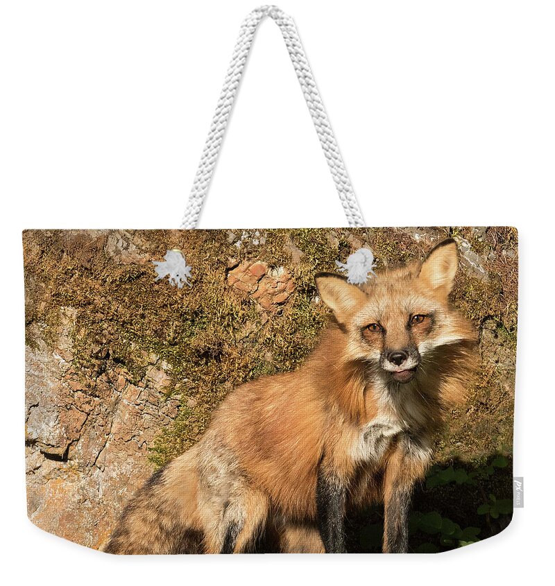 Red Fox Weekender Tote Bag featuring the photograph Red Fox by Art Cole