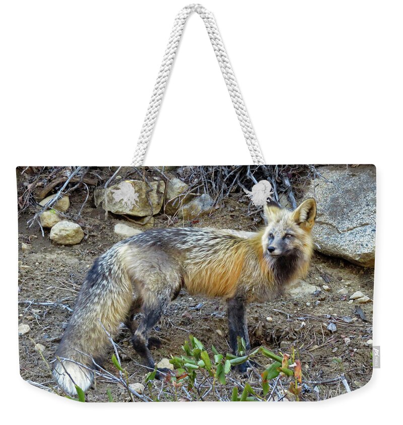 Fox Weekender Tote Bag featuring the photograph Red Fox by Cindy Murphy - NightVisions