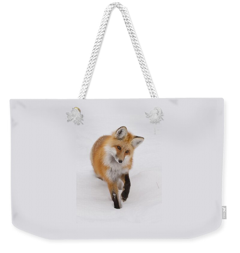 Red Fox Weekender Tote Bag featuring the photograph Red Fox Portrait by Mark Miller