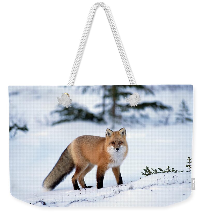 Mp Weekender Tote Bag featuring the photograph Red Fox Vulpes Vulpes Portrait by Konrad Wothe