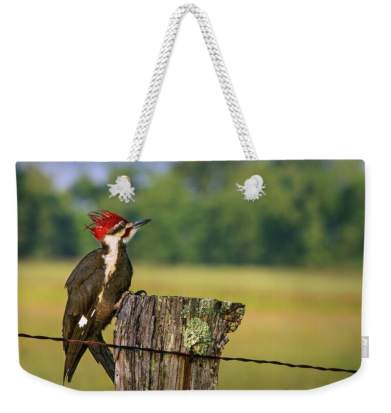 Woodpecker Weekender Tote Bag featuring the photograph Red Head Friend by Randall Evans