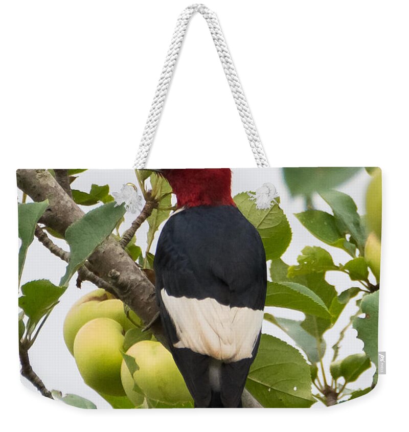 Red-headed Woodpecker Weekender Tote Bag featuring the photograph Red-Headed Woodpecker by Holden The Moment