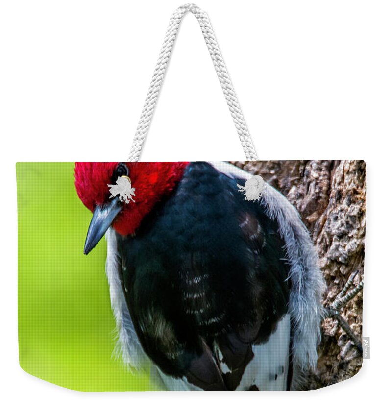 Bird Weekender Tote Bag featuring the photograph Red-headed Woodpecker by Skip Tribby