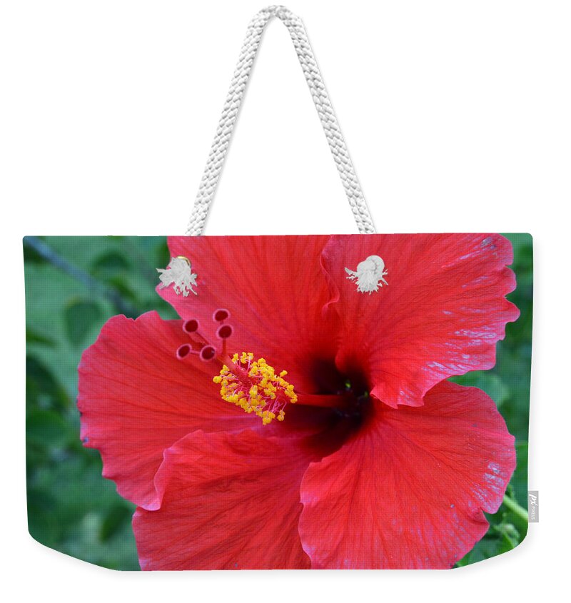 Flower Weekender Tote Bag featuring the photograph Red Hibiscus 1 by Amy Fose