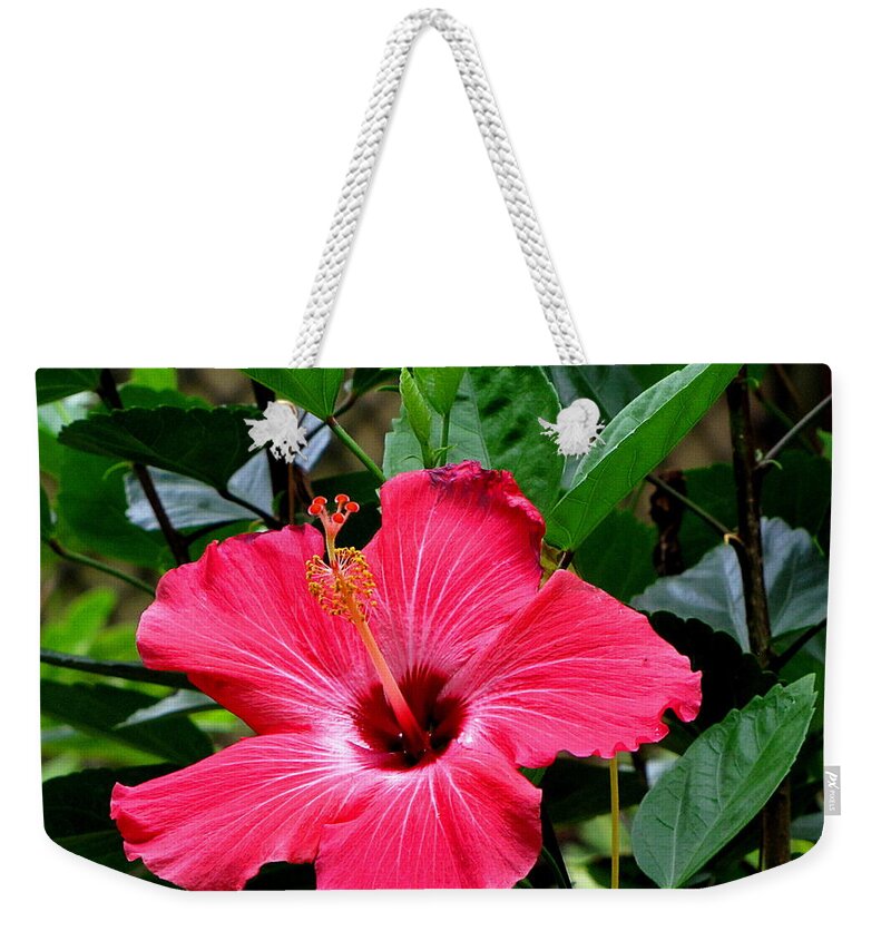 Hibiscus Weekender Tote Bag featuring the photograph Red Hibiscus by Christopher Mercer