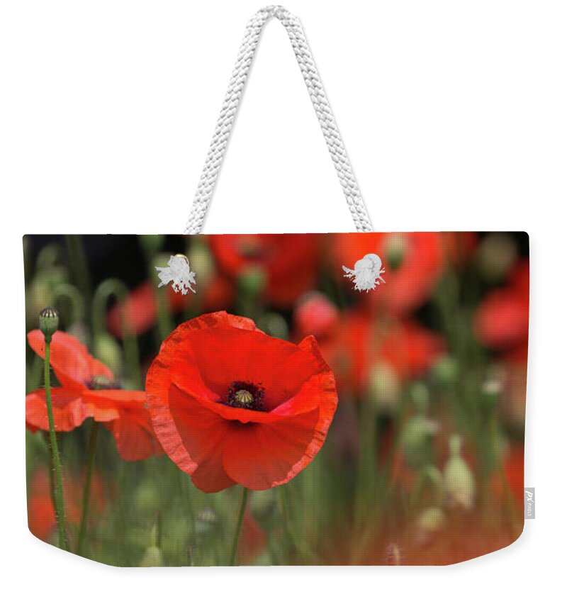 Wild Weekender Tote Bag featuring the photograph Red On Black by Pete Walkden