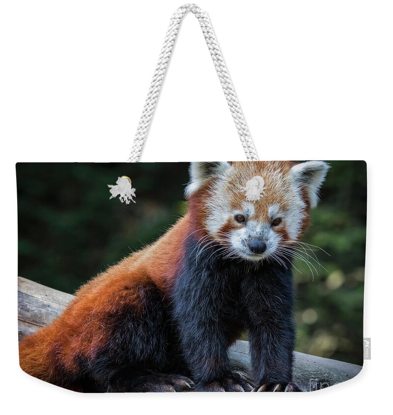 Red Panda Weekender Tote Bag featuring the photograph Red Panda by Mitch Shindelbower