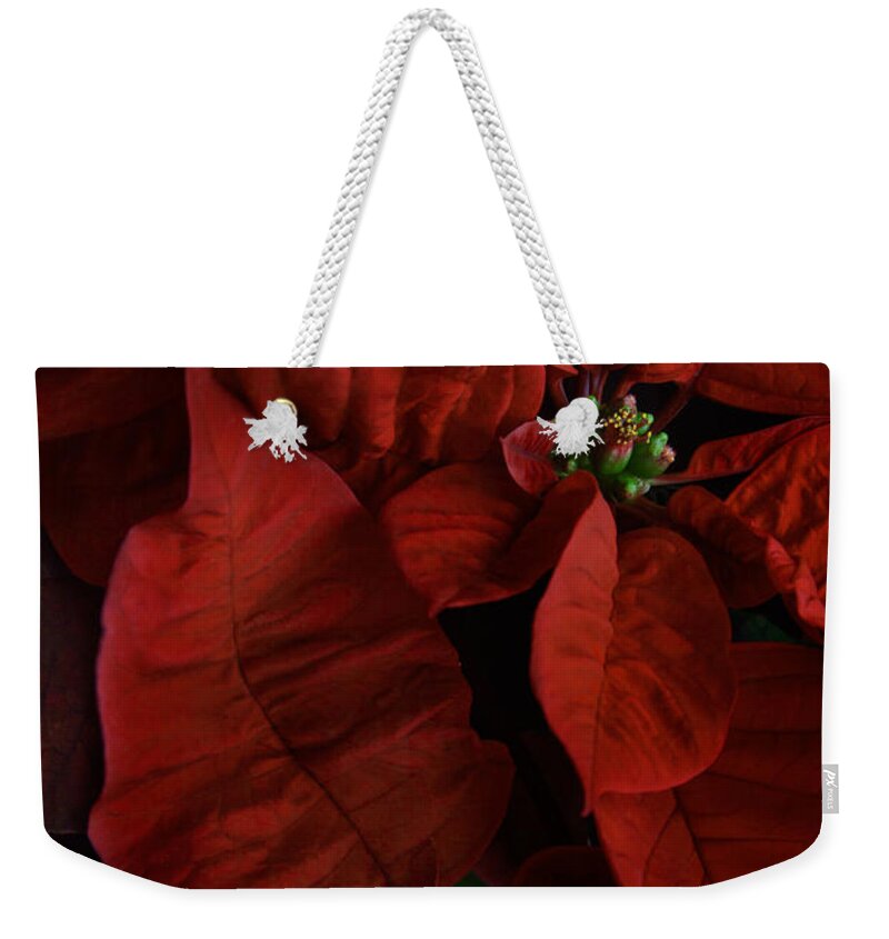 Euphorbia Pulcherrima Weekender Tote Bag featuring the photograph Red Poinsettia by Ann Garrett
