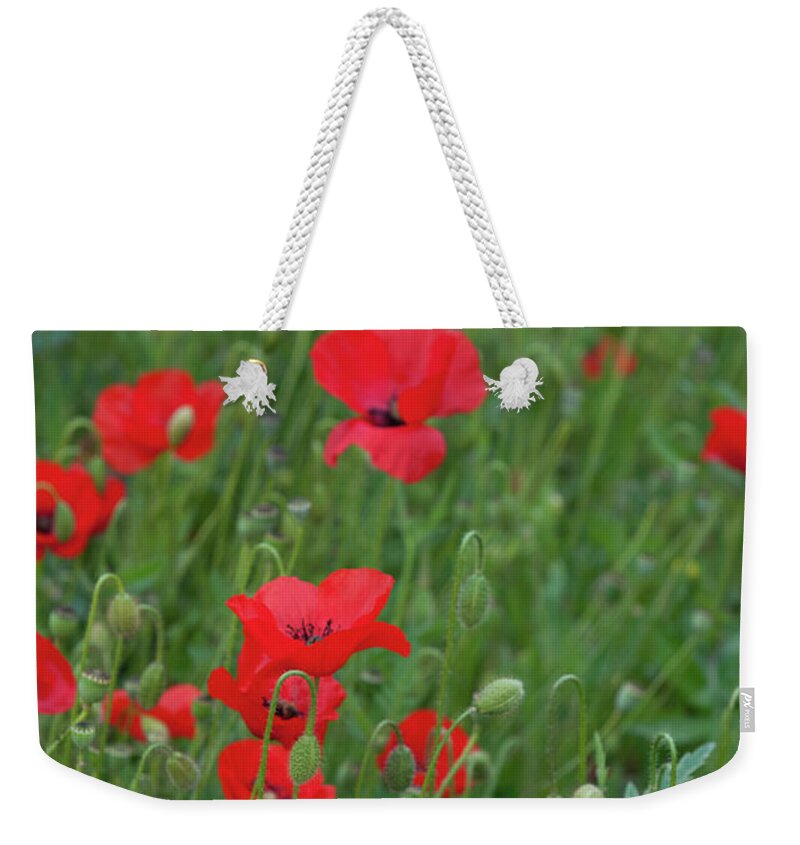 Poppy Weekender Tote Bag featuring the photograph Red poppie anemone field by Michalakis Ppalis